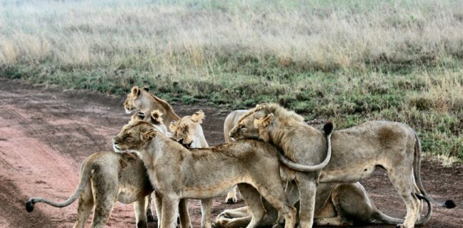 Top 20 Sehenswürdigkeiten von Tansania für den Familienurlaub Photo Serengeti National Park