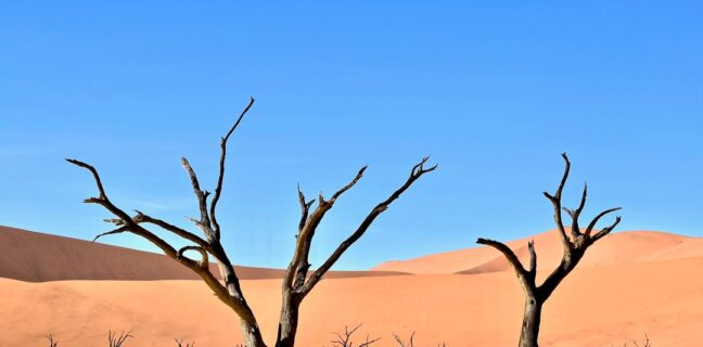 Top 20 Sehenswürdigkeiten von Katar für den Familienurlaub Photo Qatari desert