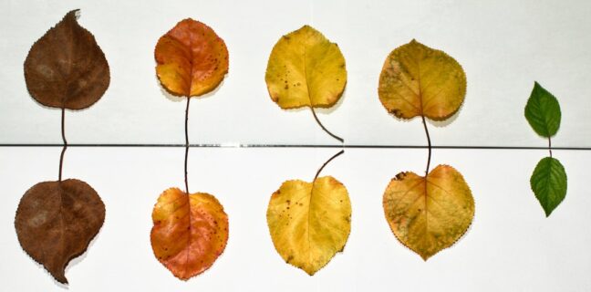 Warum du eine Hausgeburt in der Badewanne in Betracht ziehen solltest Photo Water birth