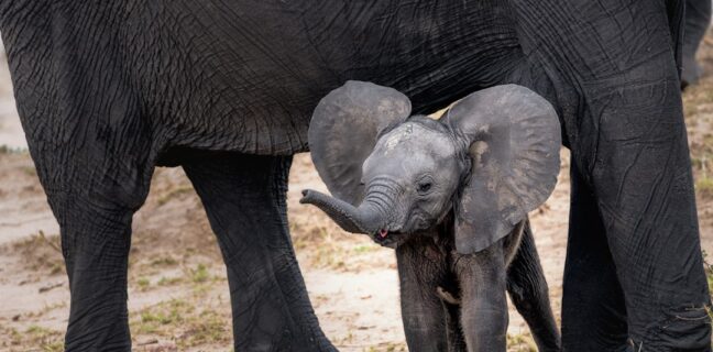 19. ssw. Einfach alles, was Du über die 19. Schwangerschaftswoche wissen musst. Photo Baby ultrasound