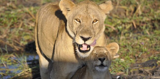 Top 20 Sehenswürdigkeiten von Kenia für den Familienurlaub Photo Family Safari