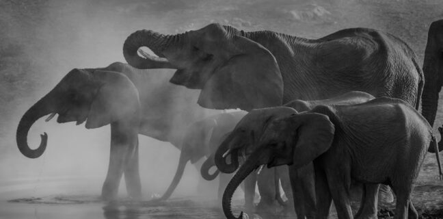 Top 20 Sehenswürdigkeiten von Kongo für den Familienurlaub Photo Family Safari