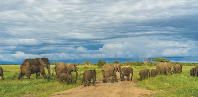 Top 20 Sehenswürdigkeiten von Kongo, Demokratische Republik für den Familienurlaub Photo Family Safari