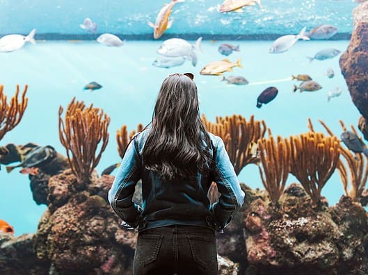 Top 20 Sehenswürdigkeiten von Bermuda für den Familienurlaub Photo Bermuda Aquarium