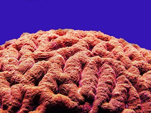 Alzheimer-Forschung: Was du über die neuesten Entwicklungen wissen solltest Photo Brain scan