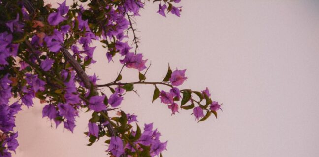 Homöopathie bei Neurodermitis: Meine Erfahrungen Photo Homeopathic remedies