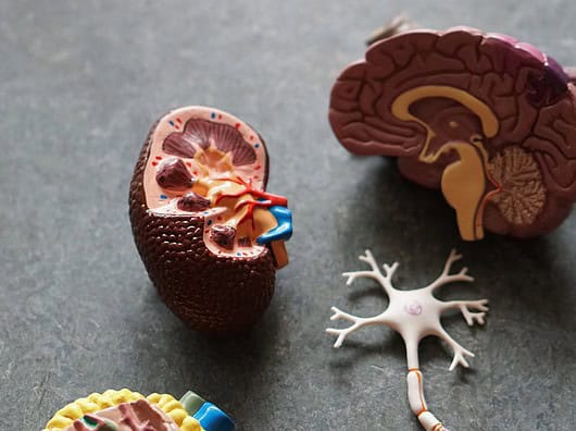 Diagnose von Alzheimer: Was du wissen musst Photo Brain scan