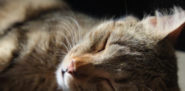 Alles über Babyschlaf: Tipps für dein 14 Monate altes Kind Photo Sleeping baby