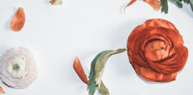 Homöopathie für Kinderwunsch: Unterstützt du deine Fruchtbarkeit? Photo Homeopathic remedies