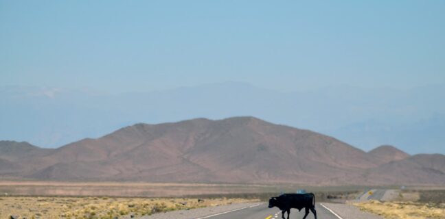 Wie kannst du deine Milchproduktion anregen? Photo Lactating cow