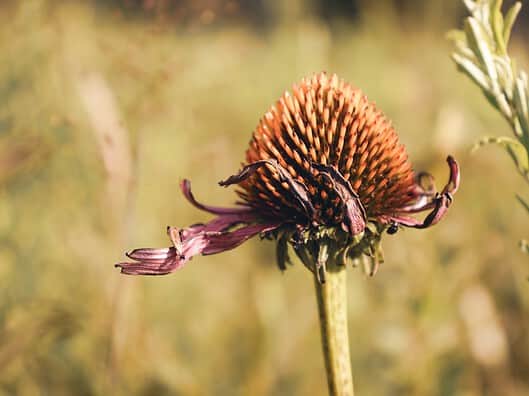 Kannst du Borreliose mit Homöopathie behandeln? Photo Homeopathic remedies
