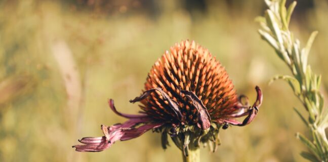 Kannst du Borreliose mit Homöopathie behandeln? Photo Homeopathic remedies