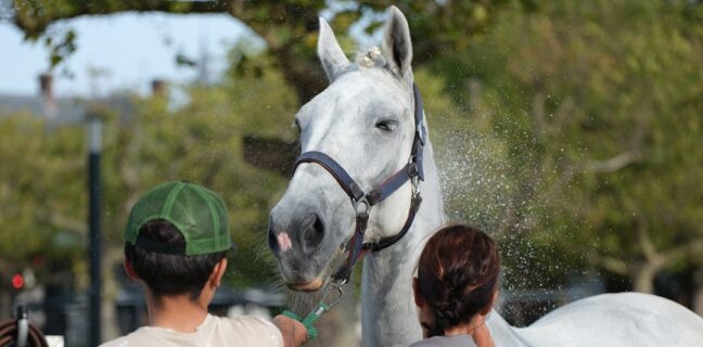Tierpfleger Ausbildung: Alles, was du wissen musst Photo Animal care