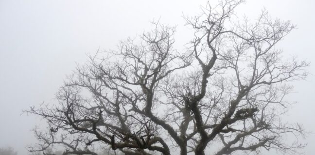 Behandle Fußpilz mit Homöopathie: Tipps für dich Photo Tea tree oil