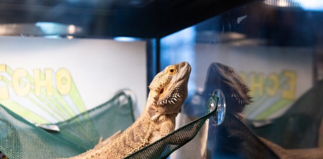 Das Montessori-Schulsystem: Was du darüber wissen solltest Photo Montessori classroom