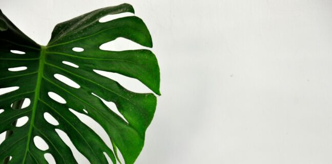 Entdecke die Vorteile der zwiemilchernährung Photo Plant-based milk