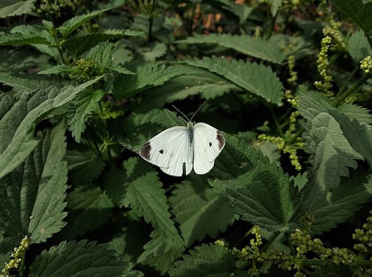 Kannst du Brennesseltee trinken, während du stillst? Photo Nettle leaves