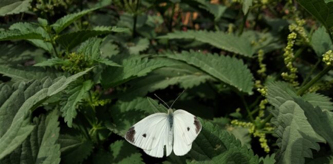 Kannst du Brennesseltee trinken, während du stillst? Photo Nettle leaves