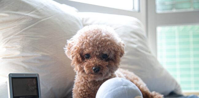 Alles, was du über Zwillingsstillkissen wissen musst Photo Twin breastfeeding pillow