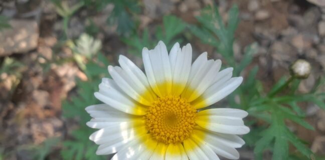 Mykoplasmen naturheilkundlich behandeln: Tipps für dich Photo Herbal remedies