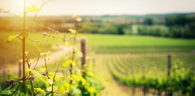 Stillen und Alkohol: Was du wissen musst Photo Breastfeeding, Wine