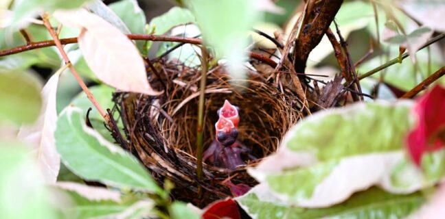 Mein Besuch im Geburtshaus: Eine unvergessliche Erfahrung Photo Home birth