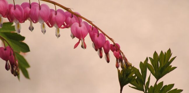 Der Wochenfluss: Was du darüber wissen solltest Photo Postpartum bleeding