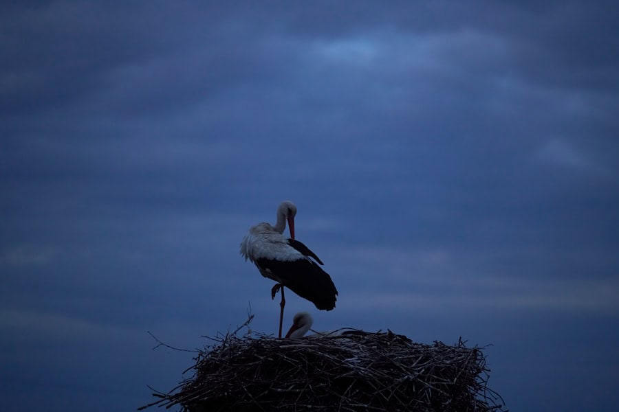 Stork with baby