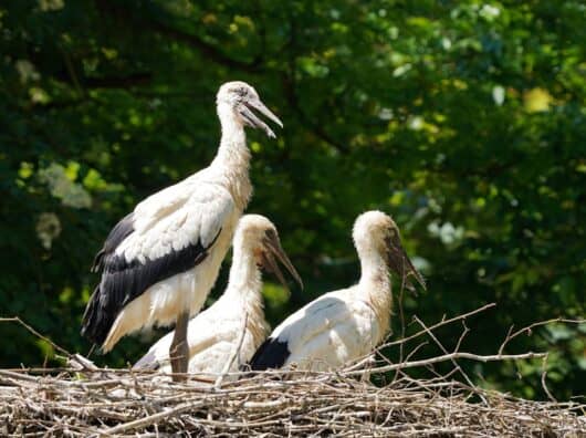 Klapperstorch: Kennst du die Legende? Photo Stork with baby