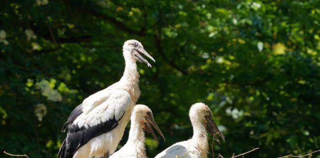 Klapperstorch: Kennst du die Legende? Photo Stork with baby