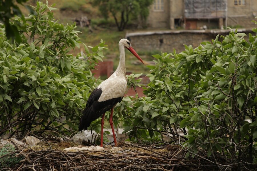 Photo Stork with baby