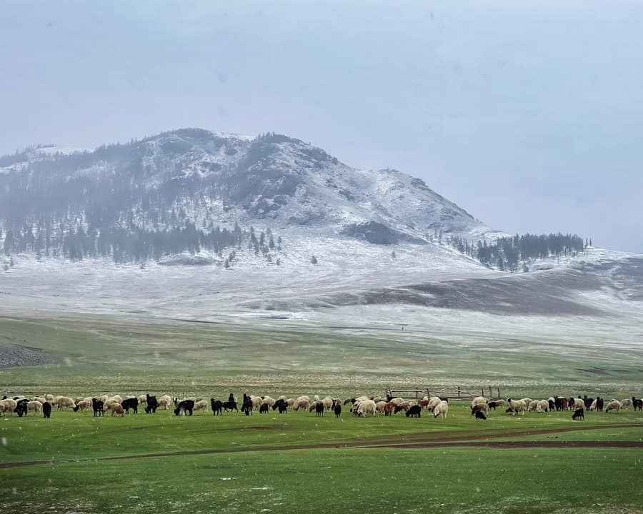 mongolia