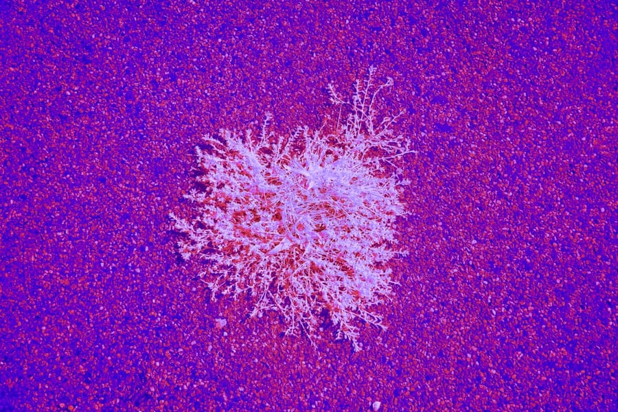 Photo adenovirus cold