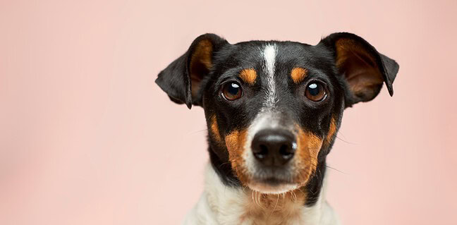 Entdecke hundegerechte Aktivitäten für dich Photo hund