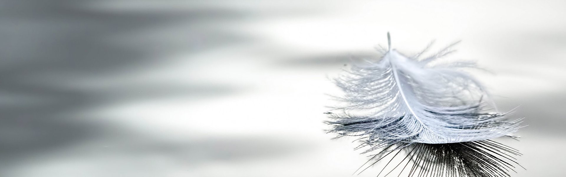 Markus Wolf Fotograf Feder feather Markus Wolf Fotograf Feder feather