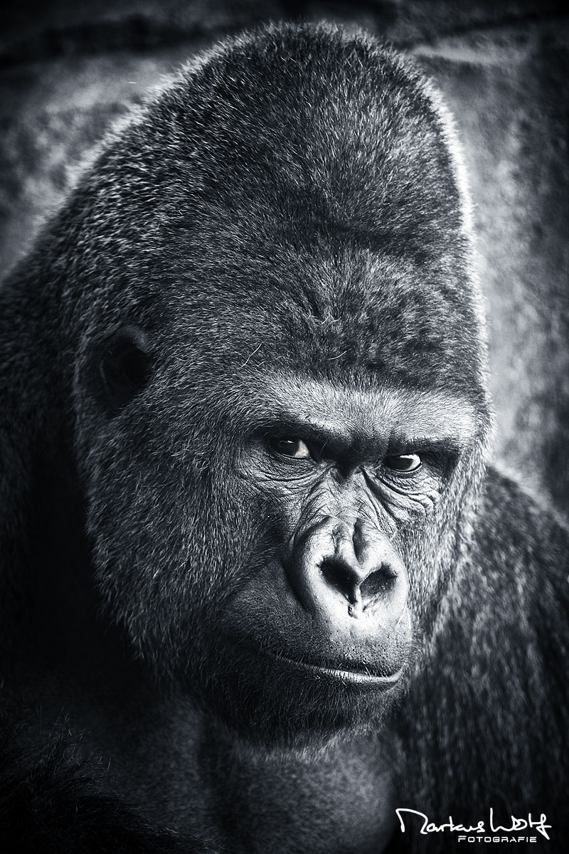 Markus Wolf Fotografie Fotograf