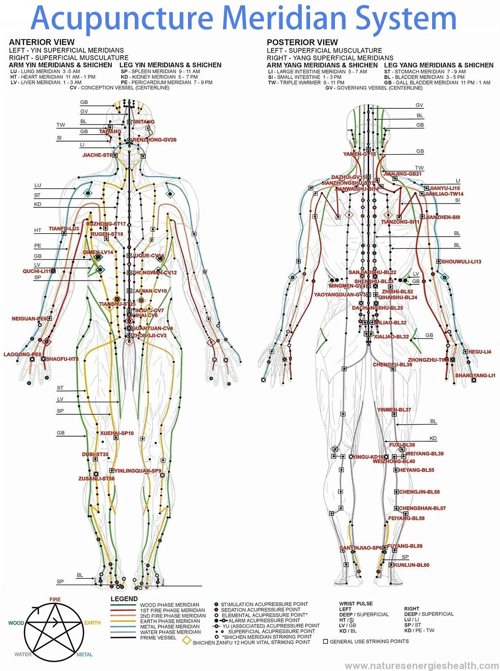 Acupressure meridian system diagram illustrating Chinese herbs