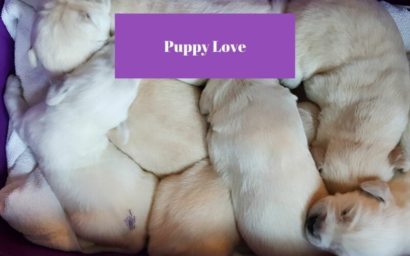 Puppy Love