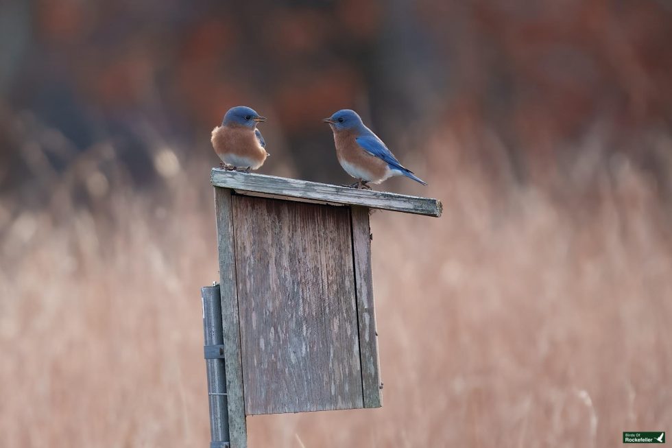 Two bluebirds perched on a wooden birdhouse in a field with blurred brown grass in the background.
