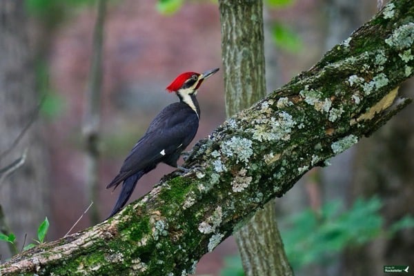 A large woodpecker with a red crest perches on a lichen-covered tree branch in a forested area.