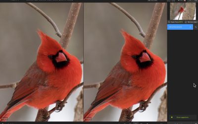 Here’s My Bird Photo Processing Workflow That May Work For You Too!