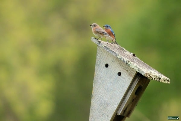 Two small birds perched on the edge of a weathered wooden birdhouse against a blurred green background.