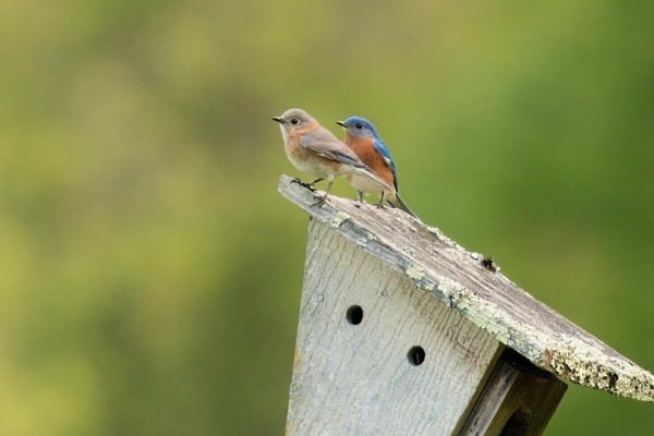 Two small birds perched on the edge of a wooden birdhouse with a blurred green background.