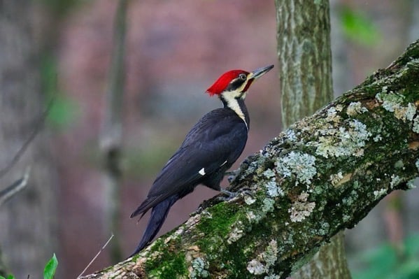 A woodpecker with a red crest perched on a lichen-covered branch in a forest setting.