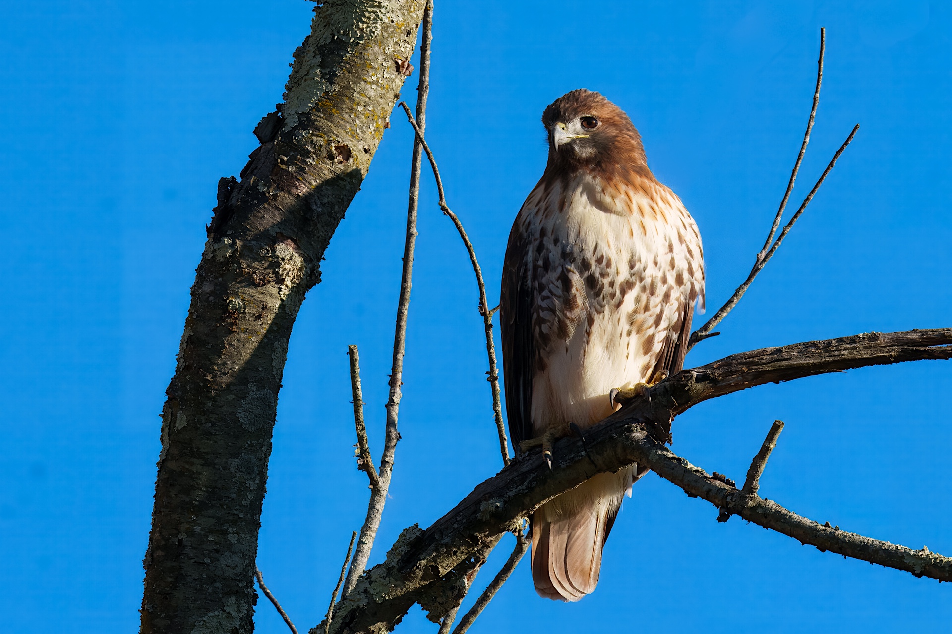 BOR – red-tailed-hawk -11-12-2024 – 0011920 A hawk perched on a tree branch against a clear blue sky.