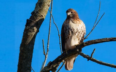Framing Birds for Better Bird Photography: What I’ve Learned