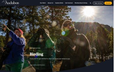 10 Bird Photography Resources I Use, And You Can Too!