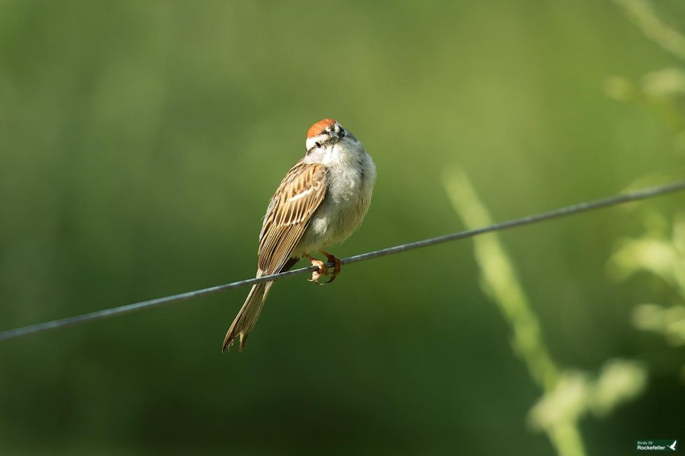 A small bird with a brown cap and striped wings perches on a wire against a blurred green background.