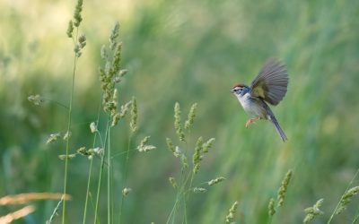 Photographing Birds: Uncommon Species or Common Birds Doing Uncommon Things?