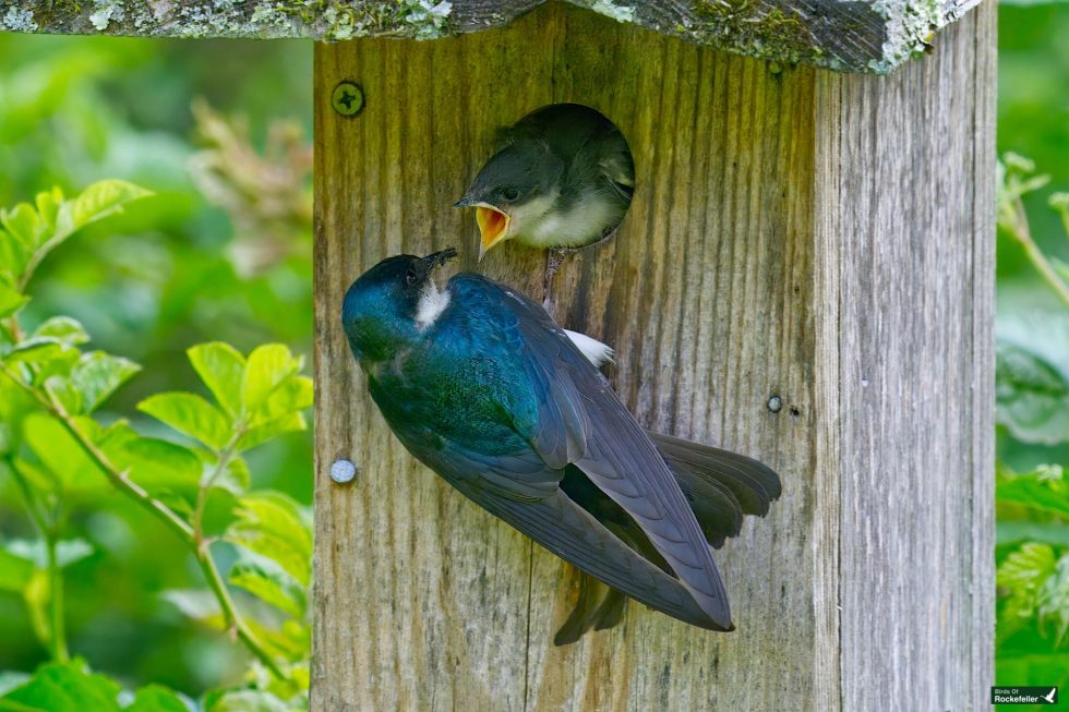 An adult bird with iridescent blue feathers feeds a chick in a wooden birdhouse.
